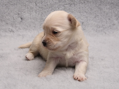 Bichon Havanais hvalpe fra Kennel Miki Nanoq